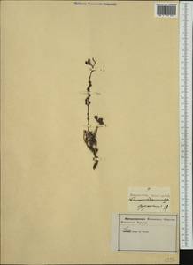 Reaumuria vermiculata L., Западная Европа (EUR) (Италия)