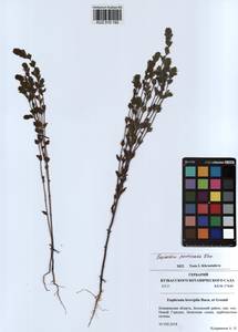 Очанка гребенчатая Ten., Сибирь, Алтай и Саяны (S2) (Россия)