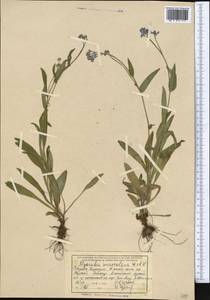 Myosotis alpestris subsp. suaveolens (Waldst. & Kit. ex Willd.) Strid, Средняя Азия и Казахстан, Северный и Центральный Тянь-Шань (M4) (Киргизия)