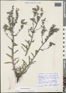 Оносма многоцветная Klokov, Восточная Европа, Нижневолжский район (E9) (Россия)