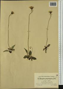 Hieracium bifidum subsp. senile (Arv.-Touv.) Zahn, Западная Европа (EUR) (Германия)