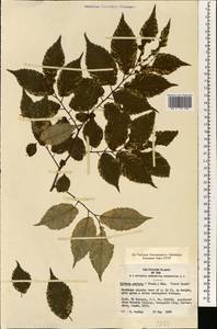 Zelkova serrata (Thunb.) Makino, Зарубежная Азия (ASIA) (Япония)