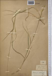 Волоснец ветвистый, Колосняк ветвистый (K.Richt.) Tzvelev, Средняя Азия и Казахстан, Северный и Центральный Казахстан (M10) (Казахстан)