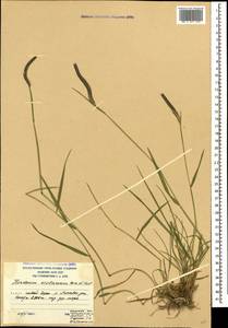 Ячмень короткоостистый (Trin.) Link, Кавказ, Южная Осетия (K4b) (Южная Осетия)