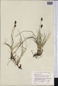 Carex pansa L.H.Bailey, Америка (AMER) (Канада)