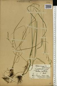 Lolium pratense (Huds.) Darbysh., Восточная Европа, Центральный лесостепной район (E6) (Россия)