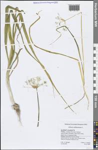 Allium subhirsutum L., Зарубежная Азия (ASIA) (Турция)