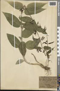 Ластовень лазящий Sommier & Levier, Крым (KRYM) (Россия)