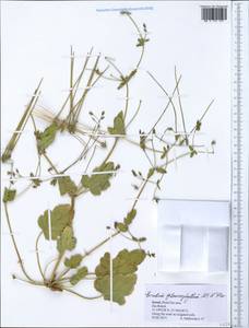 Erodium glaucophyllum (L.) L?Her., Зарубежная Азия (ASIA) (Израиль)