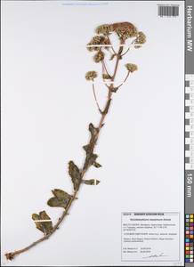 Очитник большой (L.) Holub, Восточная Европа, Белоруссия (E3a) (Белоруссия)