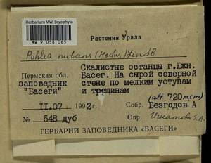 Pohlia nutans (Hedw.) Lindb., Гербарий мохообразных, Мхи - Пермский край, Удмуртия, Свердловская и Кировская области (B8) (Россия)