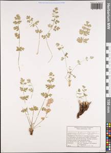 Semenovia bucharica (B.Fedtsch. ex Schischk.) Manden., Средняя Азия и Казахстан, Памир и Памиро-Алай (M2) (Таджикистан)