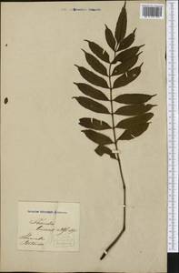 Cochlidium seminudum (Willd.) Maxon, Америка (AMER) (Пуэрто-Рико)