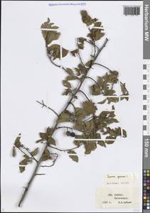 Слива колючая, Терн L., Кавказ, Ставропольский край, Карачаево-Черкесия, Кабардино-Балкария (K1b) (Россия)