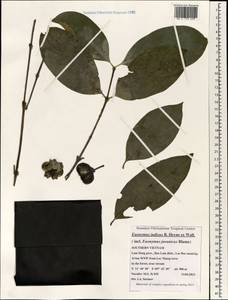 Euonymus indicus B. Heyne ex Roxb., Зарубежная Азия (ASIA) (Вьетнам)