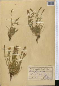 Смолевка, Средняя Азия и Казахстан, Памир и Памиро-Алай (M2) (Узбекистан)