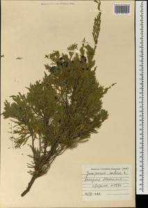Можжевельник казацкий L., Монголия (MONG) (Монголия)