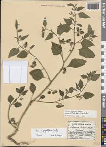 Solanum nitidibaccatum Bitter, Восточная Европа, Центральный лесостепной район (E6) (Россия)