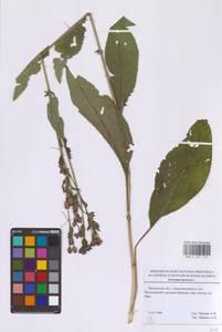 Серпуха красильная L., Восточная Европа, Московская область и Москва (E4a) (Россия)