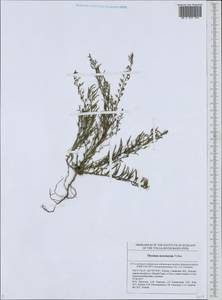 Thesium dollineri subsp. moesiacum (Velen.) Stoj. & Stef., Восточная Европа, Средневолжский район (E8) (Россия)