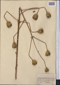 Лилия кудреватая Freyn, Средняя Азия и Казахстан, Джунгарский Алатау и Тарбагатай (M5) (Казахстан)