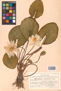 Кувшинка белоснежная C.Presl, Восточная Европа, Московская область и Москва (E4a) (Россия)