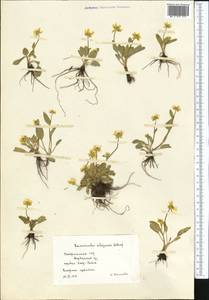 Ranunculus alajensis Ostenf., Средняя Азия и Казахстан, Памир и Памиро-Алай (M2) (Таджикистан)