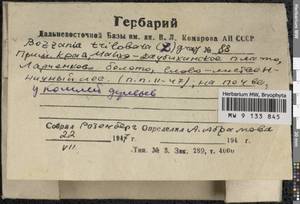 Bazzania trilobata (L.) Gray, Гербарий мохообразных, Мхи - Дальний Восток (без Чукотки и Камчатки) (B20) (Россия)