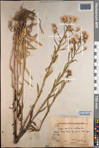 Erigeron acris subsp. kamtschaticus (DC.) H. Hara, Сибирь, Дальний Восток (S6) (Россия)