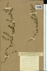 Подмаренник мягкий L., Восточная Европа, Северный район (E1) (Россия)