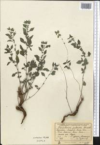 Постенница иудейская L., Средняя Азия и Казахстан, Копетдаг, Бадхыз, Малый и Большой Балхан (M1) (Туркмения)