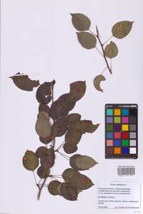 Груша обыкновенная, Груша садовая L., Восточная Европа, Московская область и Москва (E4a) (Россия)