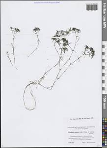 Наяда малая All., Восточная Европа, Северо-Западный район (E2) (Россия)