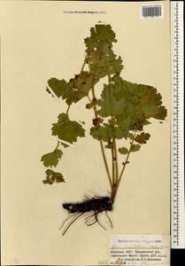 Гравилат широколопастной Sommier & Levier, Кавказ, Абхазия (K4a) (Абхазия)