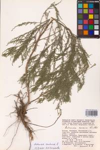 Artemisia caerulescens subsp. caerulescens, Восточная Европа, Нижневолжский район (E9) (Россия)