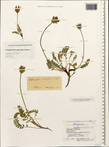 Астрагал неопределенный Ledeb., Кавказ, Ставропольский край, Карачаево-Черкесия, Кабардино-Балкария (K1b) (Россия)