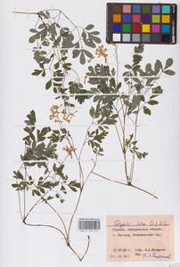 Ложнодымянка желтая (L.) Borkh., Восточная Европа, Западно-Украинский район (E13) (Украина)