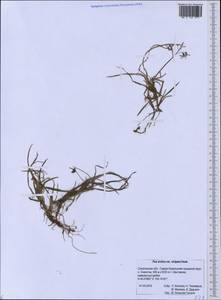 Мятлик арктический R.Br., Сибирь, Дальний Восток (S6) (Россия)