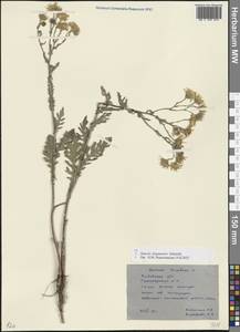 Якобея ферганская (Schischk.) B.Nord., Восточная Европа, Ростовская область (E12a) (Россия)