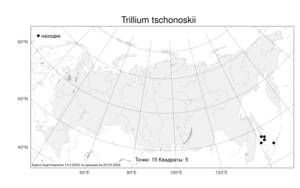 Trillium tschonoskii, Триллиум Чоноски Maxim., Атлас флоры России (FLORUS) (Россия)