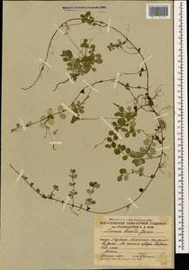 Линнея северная L., Кавказ, Южная Осетия (K4b) (Южная Осетия)