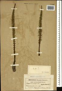 Хвостник обыкновенный, Водяная сосенка L., Кавказ, Армения (K5) (Армения)