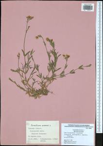 Ясколка полевая L., Восточная Европа, Центральный район (E4) (Россия)