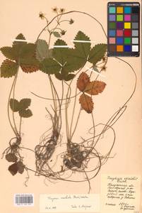 Земляника мускусная Duchesne, Восточная Европа, Центральный район (E4) (Россия)