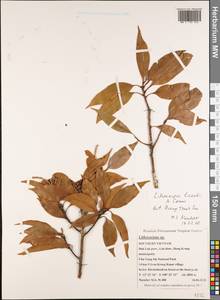 Lithocarpus licentii A.Camus, Зарубежная Азия (ASIA) (Вьетнам)