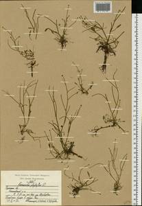 Лютик многолистный Waldst. & Kit. ex Willd., Восточная Европа, Центральный район (E4) (Россия)