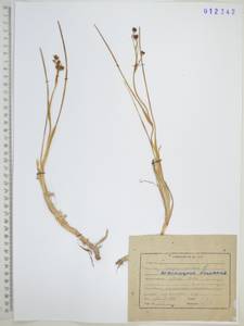 Шейхцерия болотная L., Сибирь, Дальний Восток (S6) (Россия)