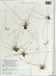 Puccinellia capillaris subsp. pulvinata (Fr.) Tzvelev, Восточная Европа, Северный район (E1) (Россия)