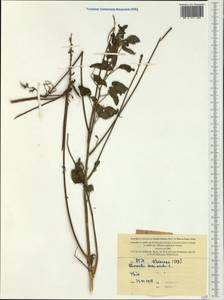 Macroptilium lathyroides (L.)Urb., Австралия и Океания (AUSTR) (Новая Каледония)
