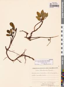 Ива Алексея Скворцова A.P.Khokhr., Сибирь, Чукотка и Камчатка (S7) (Россия)